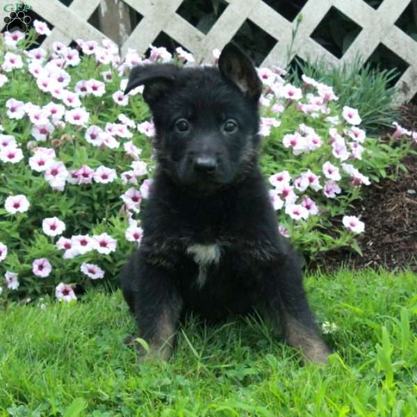 Tucker, German Shepherd Puppy