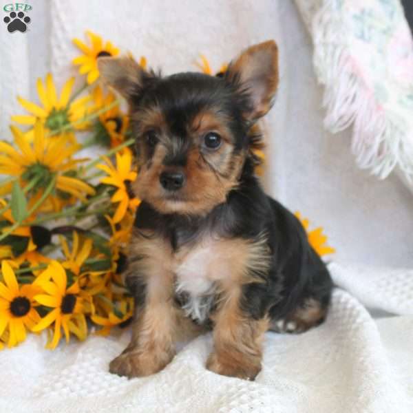 Tucker, Yorkie Puppy