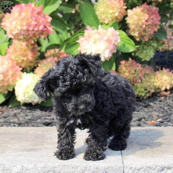 Tucker, Yorkie Poo Puppy