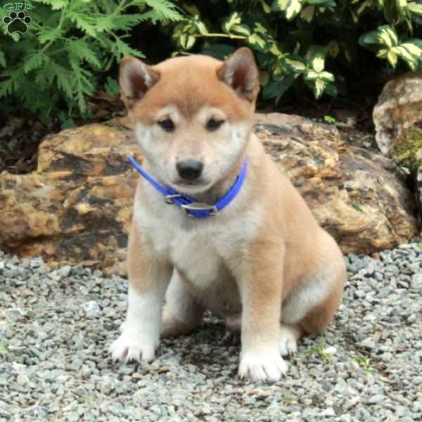Tucker, Shiba Inu Puppy