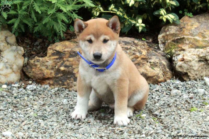 Tucker (Shiba Inu, Male) in Peach Bottom, PA