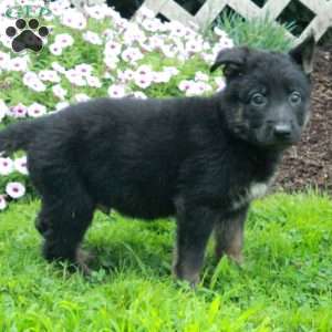 Tucker, German Shepherd Puppy