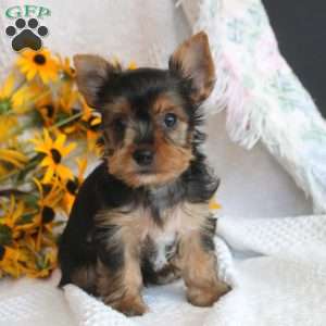 Tucker, Yorkie Puppy
