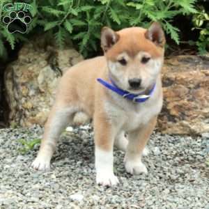 Tucker, Shiba Inu Puppy