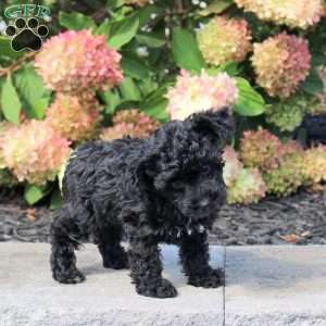 Tucker, Yorkie Poo Puppy