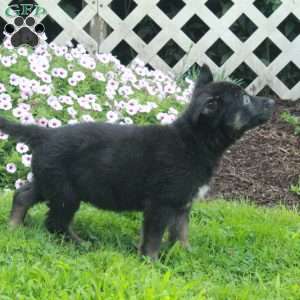 Tucker, German Shepherd Puppy