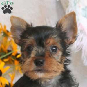 Tucker, Yorkie Puppy