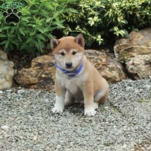 Tucker, Shiba Inu Puppy