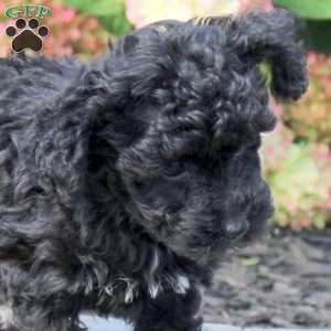 Tucker, Yorkie Poo Puppy