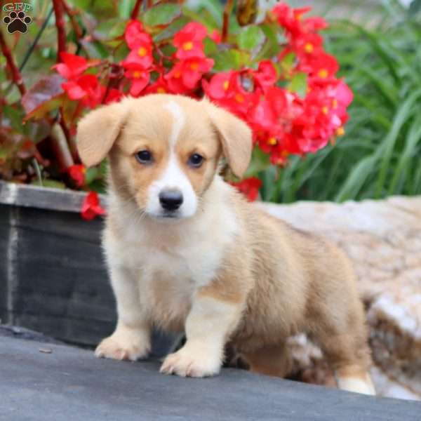 Tucker, Pembroke Welsh Corgi Puppy