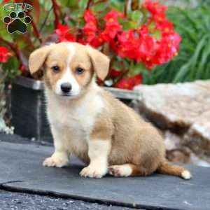 Tucker, Pembroke Welsh Corgi Puppy