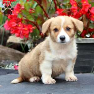Tucker, Pembroke Welsh Corgi Puppy
