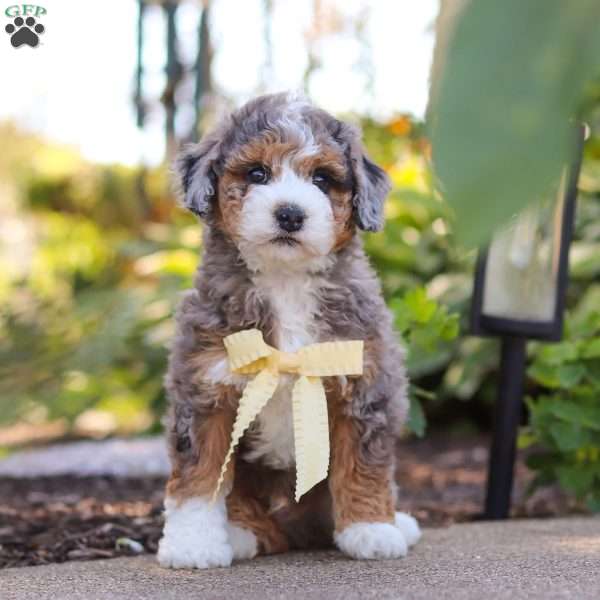 Tucker, Mini Bernedoodle Puppy
