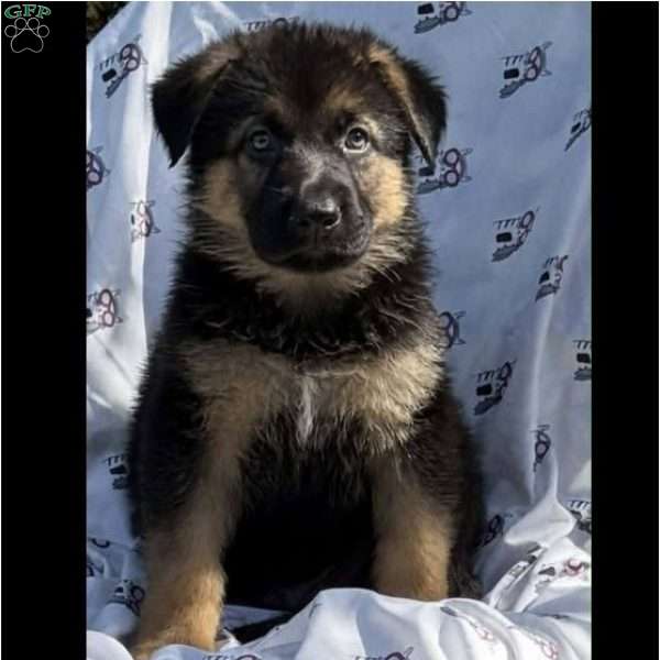 Tucker, German Shepherd Puppy