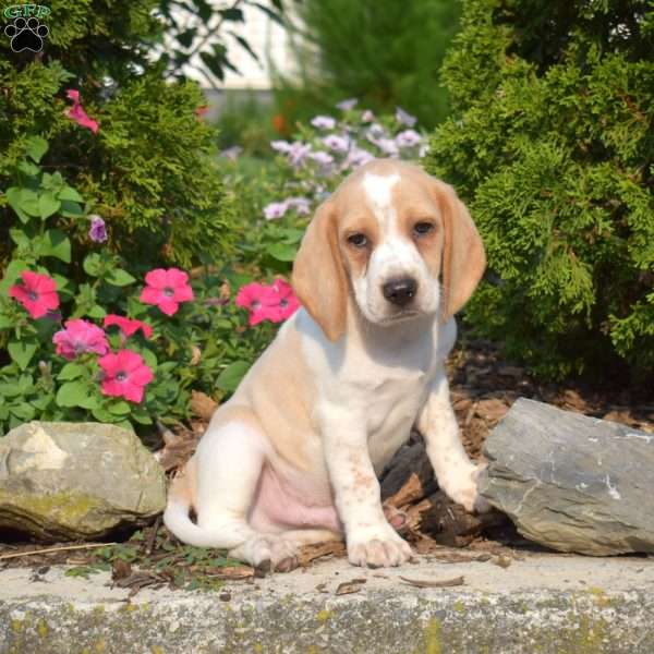Turbo, Beagle Puppy