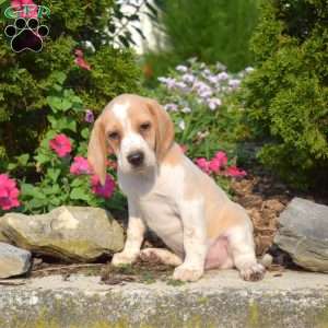 Turbo, Beagle Puppy