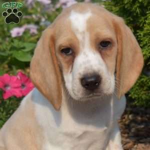 Turbo, Beagle Puppy