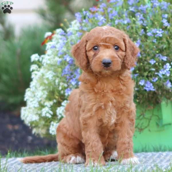 Turbo, Mini Labradoodle Puppy