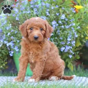 Turbo, Mini Labradoodle Puppy