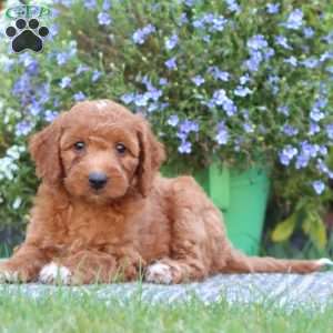 Turbo, Mini Labradoodle Puppy