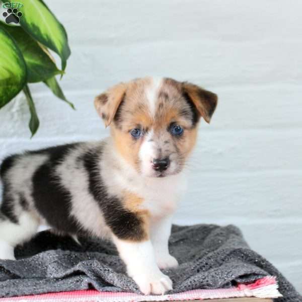 Twilight, Welsh Corgi Mix Puppy