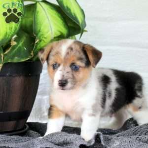 Twilight, Welsh Corgi Mix Puppy