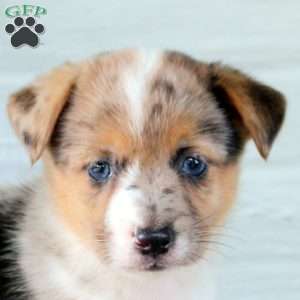 Twilight, Welsh Corgi Mix Puppy