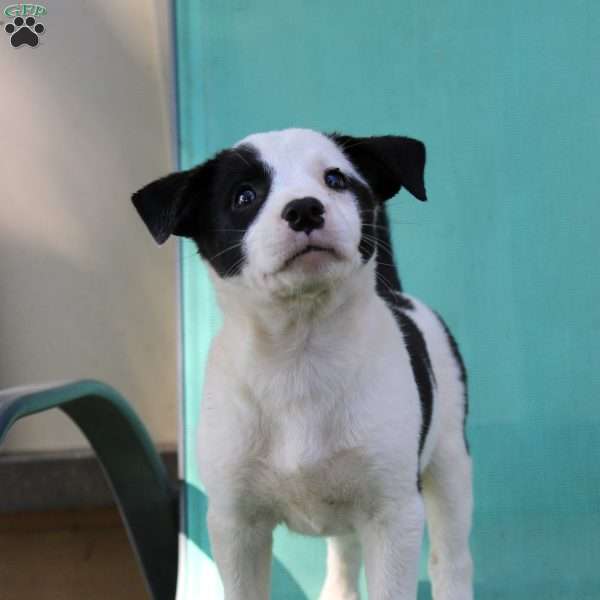 Twinkles, Border Collie Mix Puppy
