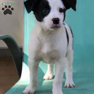 Twinkles, Border Collie Mix Puppy