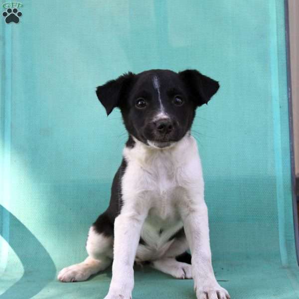 Twyla, Border Collie Mix Puppy