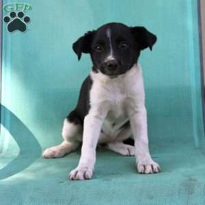 Twyla, Border Collie Mix Puppy