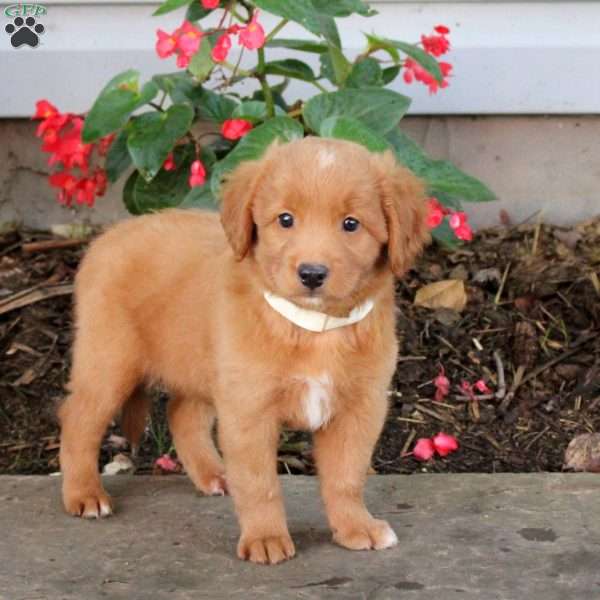 Tyler, Australian Shepherd Mix Puppy