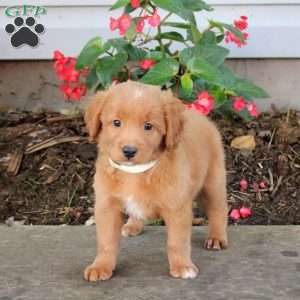 Tyler, Australian Shepherd Mix Puppy