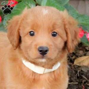 Tyler, Australian Shepherd Mix Puppy