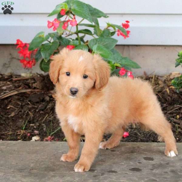 Tyson, Australian Shepherd Mix Puppy