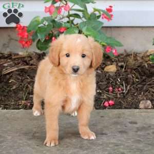 Tyson, Australian Shepherd Mix Puppy