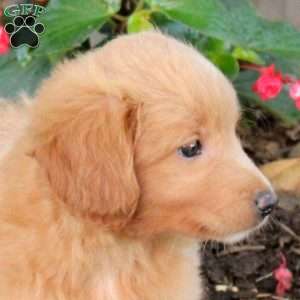 Tyson, Australian Shepherd Mix Puppy