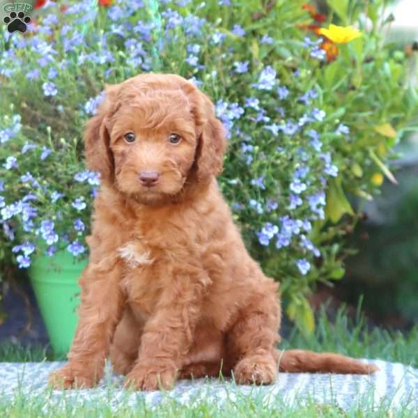 Tyson, Mini Labradoodle Puppy