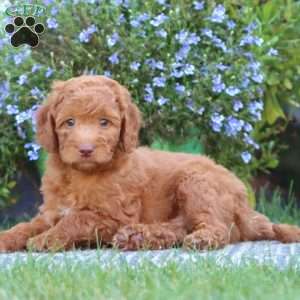 Tyson, Mini Labradoodle Puppy
