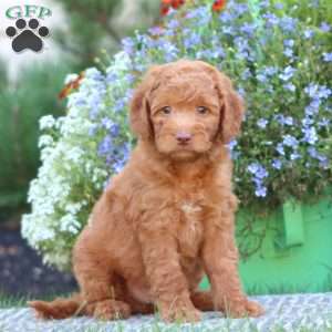Tyson, Mini Labradoodle Puppy