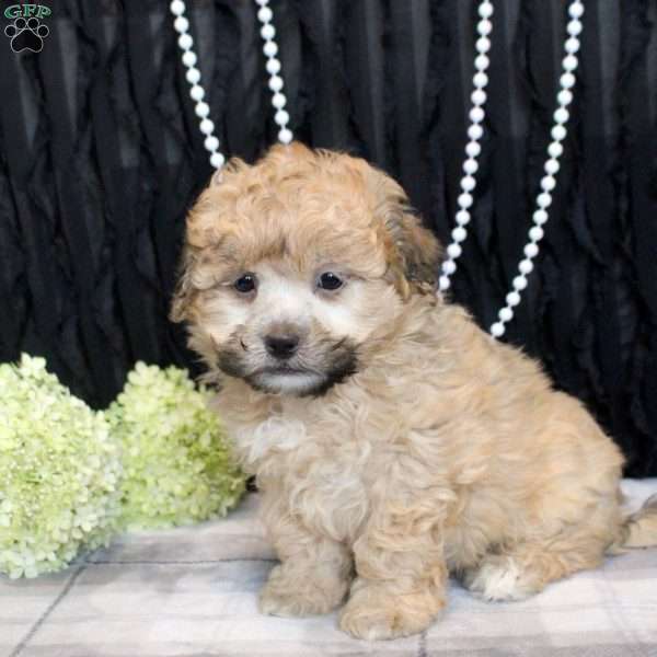 Valerie, Shih Tzu Mix Puppy