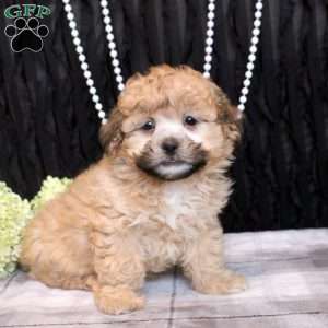 Valerie, Shih Tzu Mix Puppy