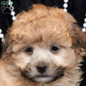 Valerie, Shih Tzu Mix Puppy