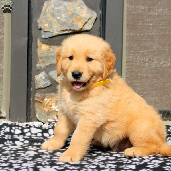 Valor, Golden Retriever Puppy