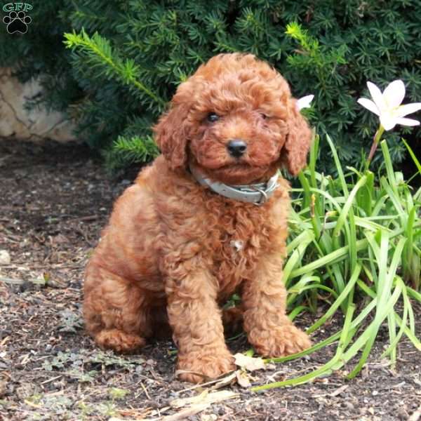 Vann, Miniature Poodle Puppy