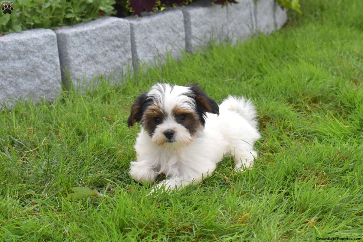 Verna-Teacup (Yorkshire Terrier, Female) in Bird in Hand, PA