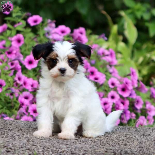 Verna, Yorkie Poo Puppy