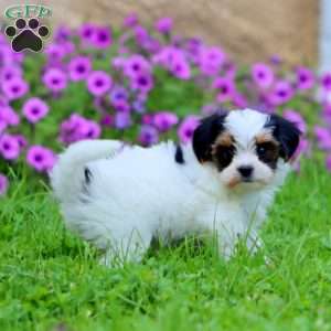 Verna, Yorkie Poo Puppy