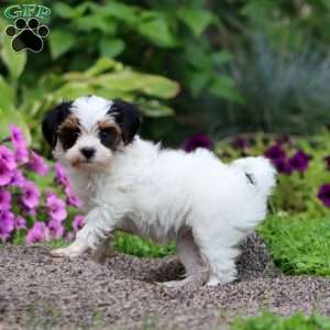 Verna, Yorkie Poo Puppy