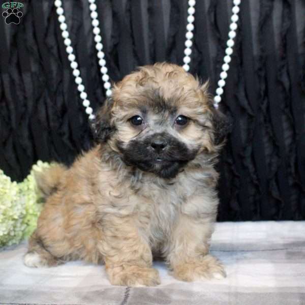 Victor, Shih Tzu Mix Puppy